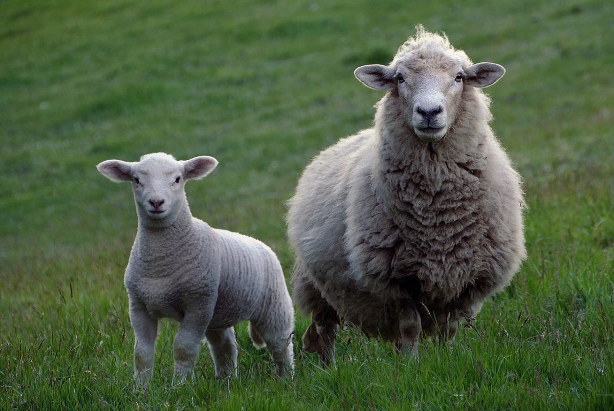 Sheep