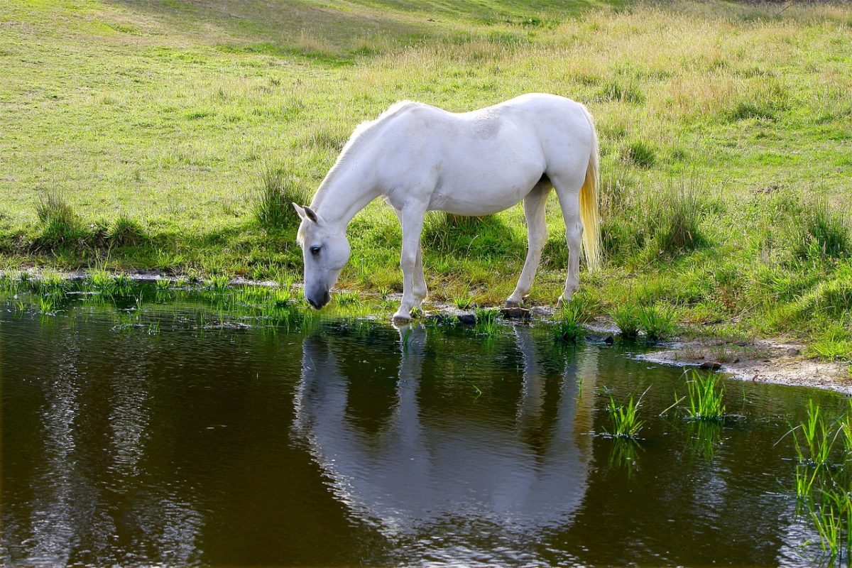 Australia horse